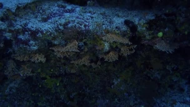 Att Bada Bland Fisk Och Korall Franska Polynesien Oförglömlig Upplevelse — Stockvideo
