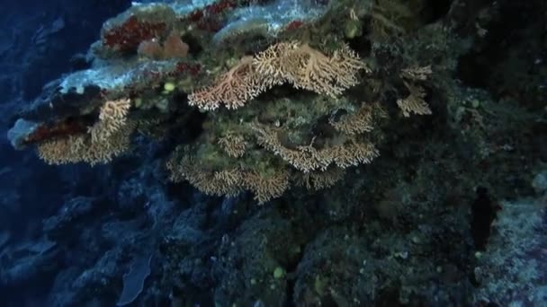 Морське Життя Барвисті Корали Французької Полінезії Просто Зачаровують Надводні Бунгало — стокове відео