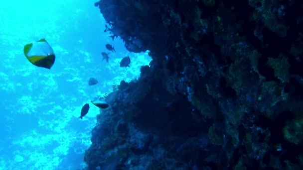 Fransız Polinezyası Renkli Mercanlar Balıklardan Oluşan Bir Sualtı Bahçesinde Yüzmek — Stok video