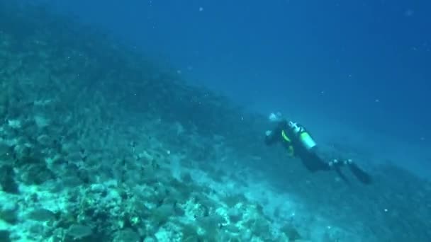 Franska Polynesien Augusti 2020 Undervattensscen Fisk Och Dykare Verkligen Fängslande — Stockvideo