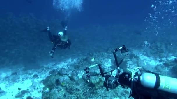 フランス領ポリネシア 2020年8月3日 ダイバーの間で魚が泳ぐのを見るのは魅力的です 空気のタンクと不思議の感覚を装備し 彼らは海の深さにベンチャー — ストック動画