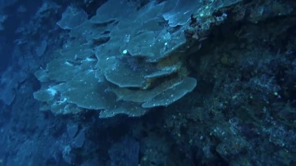 Γαλλική Πολυνησία Κοραλλιογενείς Ύφαλοι Φυσικό Θαύμα Που Είναι Τόσο Όμορφη — Αρχείο Βίντεο