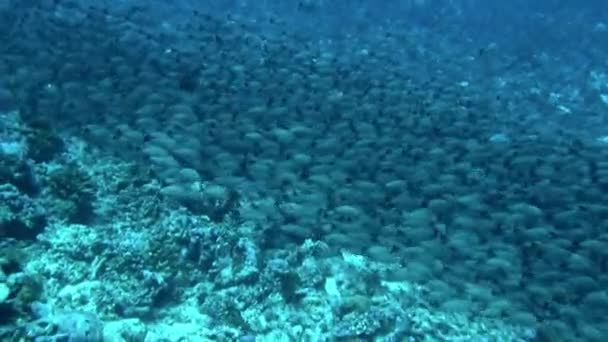 水の下で魚の学校のビューは 単に息をのむようです 島には様々な動植物が生息しており 多くの固有種も含まれている — ストック動画