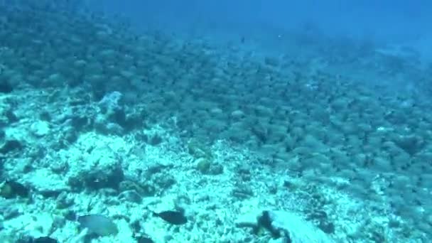 Det Otroligt Att Fiskstim Simma Nära Havets Botten Öar Kända — Stockvideo