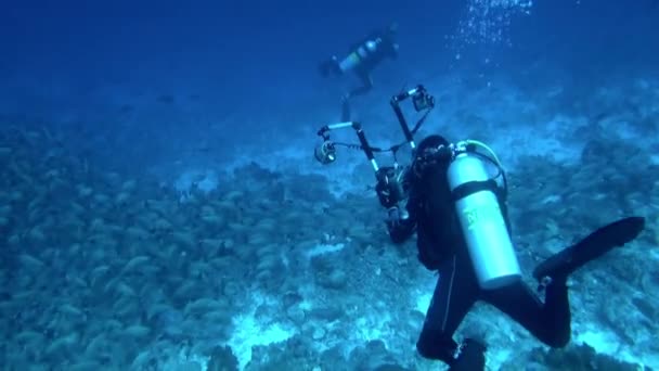 Polinésia Francesa Agosto 2020 Vista Mergulhadores Peixes Que Interagem Água — Vídeo de Stock