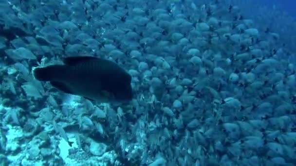 그곳에서 물고기 떼가물 속에서 헤엄치는 매혹적 일이다 프랑스령 폴리네시아는 유산을 — 비디오