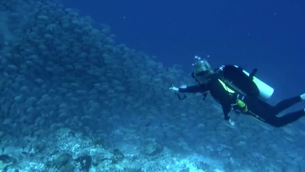 Polinésia Francesa Agosto 2020 Ver Vida Marinha Diversa Nadando Lado — Vídeo de Stock