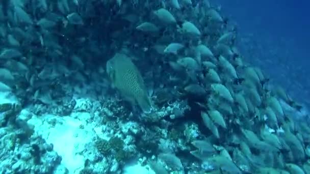 Undervattensutsikt Över Fiskstim Helt Fascinerande Öar Kända För Traditionell Konst — Stockvideo