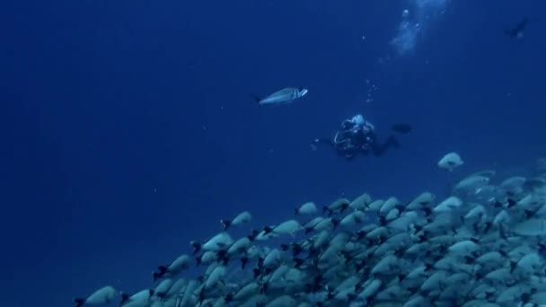 フランス領ポリネシア 2020年8月3日 水中で魚とダイバーのユニークな関係を目撃するのは素晴らしいことです 息をのむごとに 彼らは活気のある色でいっぱいの新しい世界を探索します — ストック動画