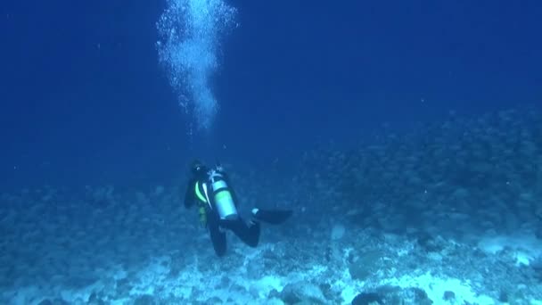 Polinezja Francuska Sierpnia 2020 Podwodny Świat Zachwyca Współistniejącymi Rybami Nurkami — Wideo stockowe
