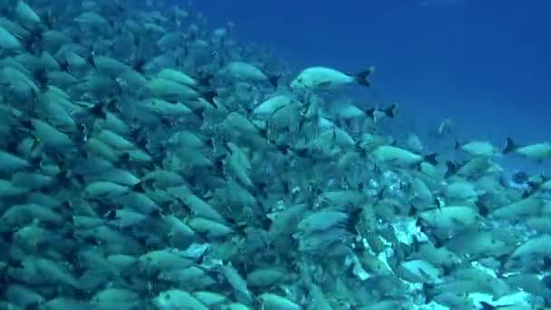 看到成群的鱼在这么一致的水下游泳真是令人惊奇 法属波利尼西亚的官方语言是法语 但塔荷语也很普遍 — 图库视频影像