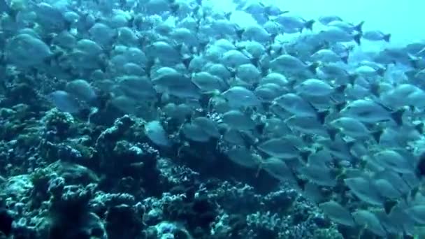 Visão Escola Peixes Perto Fundo Oceano Fascinante Polinésia Francesa Tem — Vídeo de Stock