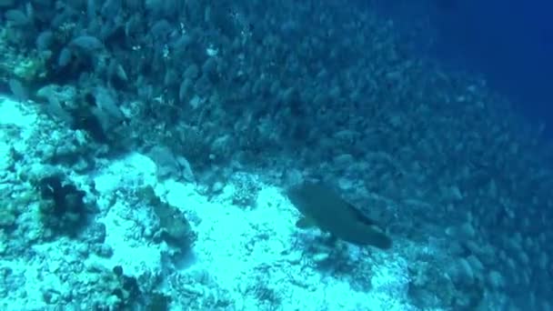 Jego Zapierające Dech Piersiach Doświadczenie Aby Zobaczyć Szkołę Ryb Pod — Wideo stockowe