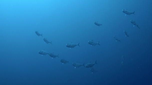 Французька Полінезія Зачаровує Підводний Світ Може Похвалитися Різними Рибами Коралами — стокове відео