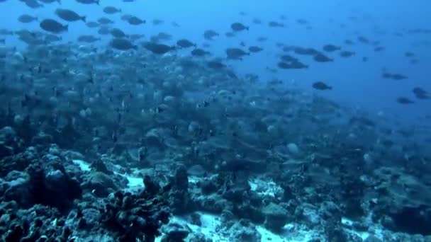 看到水底成群的鱼就像看着美丽的梦变成现实一样 法属波利尼西亚群岛也有许多传统村庄 游客可以在那里过上当地的生活 — 图库视频影像