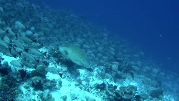 我完全被一群在水下游泳的鱼迷住了 法属波利尼西亚群岛有着丰富的历史 人类住区的证据可以追溯到很久以前 — 图库视频影像