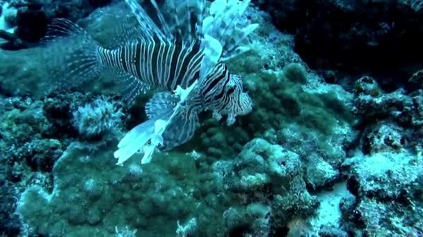 Καταδύσεις Στη Γαλλική Πολυνησία Προσφέρει Μαγευτική Θέα Των Ψαριών Και — Αρχείο Βίντεο