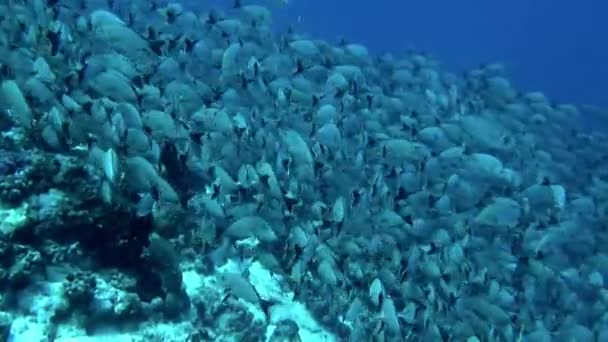 Escola Peixes Nadando Perto Fundo Oceano Maravilhoso Para Testemunhar Ilhas — Vídeo de Stock
