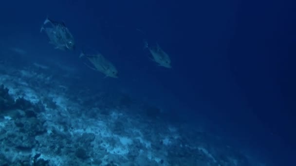 Tanúja Lehengerlő Kilátás Halak Korallok Víz Alatt Francia Polinéziában Összességében — Stock videók