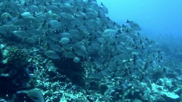 Observar Escola Peixes Debaixo Água Como Testemunhar Desempenho Balé Ilhas — Vídeo de Stock