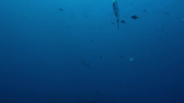 フランス領ポリネシアの水中世界はカラフルな魚で魅了されています ダイビングやシュノーケリングで見ることができますが 常に注意を払うことが重要です — ストック動画