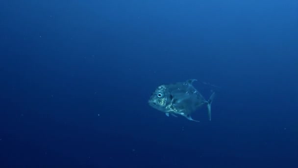 法属波利尼西亚水下鱼类迷人的景象是可以看到的 法属波利尼西亚还有许多种类的鲨鱼 包括黑角礁鲨 柠檬鲨 — 图库视频影像