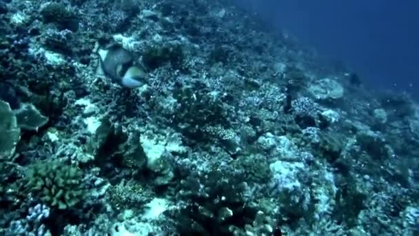 Vista Hipnotizante Peixes Corais Subaquáticos Polinésia Francesa Polinésia Francesa Conhecida — Vídeo de Stock