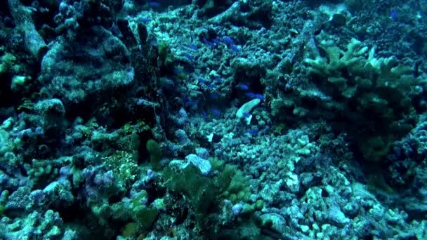 Vista Hipnotizante Peixes Corais Subaquáticos Polinésia Francesa Encantadora Com Diversidade — Vídeo de Stock