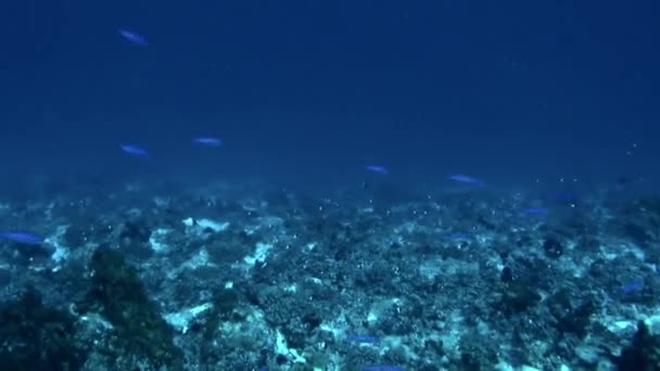 法属波利尼西亚水下鱼类和珊瑚的迷人景象是很自然的 这些鱼可以长到六英尺长 对于潜水者来说很受欢迎 — 图库视频影像