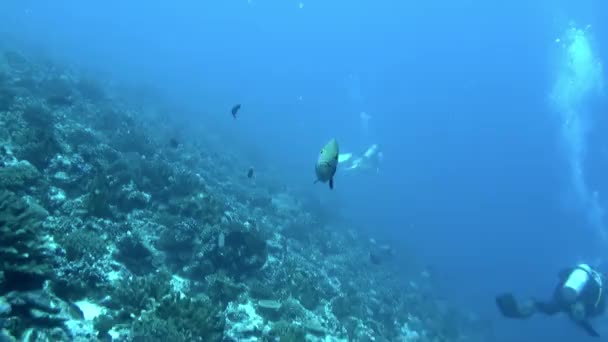 法属波利尼西亚水下鱼类和珊瑚迷人的景象 岛屿周围的珊瑚礁是无数鱼类的栖息地 包括五彩斑斓的天使鱼和鹦鹉鱼 — 图库视频影像