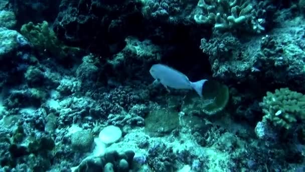 Подводный Мир Французской Полинезии Завораживает Своим Разнообразием Рыб Целом Рыба — стоковое видео