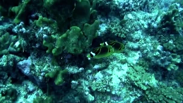Дайвінг Французькій Полінезії Пропонує Зачаровуючий Підводний Вид Рибу Корали Плаваючи — стокове відео