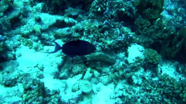 Подводный Мир Французской Полинезии Рыбой Кораллами Завораживает Живая Разнообразная Морская — стоковое видео