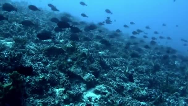 魚やサンゴとフランスポリネシアの水中風景は本当に魅力的です サンゴ礁の周りに群生する魚群を見ることができ 色と動きの見事な表示を作成します — ストック動画