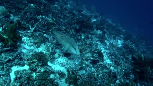 Vista Hipnotizante Peixes Corais Subaquáticos Polinésia Francesa Mágica Mergulhar Águas — Vídeo de Stock