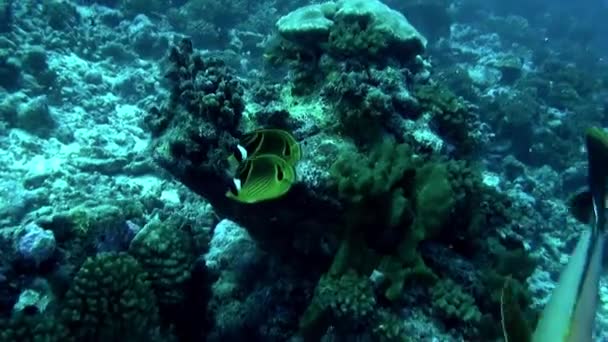 Polinesia Francesa Mundo Submarino Fascinante Con Gran Variedad Peces Polinesia — Vídeos de Stock