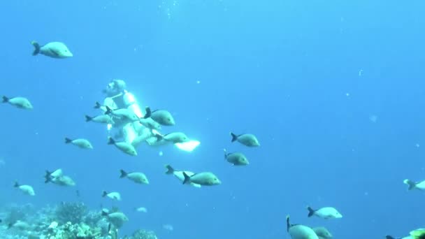 海の底近くで泳ぐ魚の学校を見ることです フランス領ポリネシアは ロマンチックな雰囲気と素晴らしい自然の美しさを持つ新婚旅行やカップルのための人気のある目的地です — ストック動画