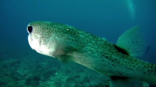Vista Hipnotizante Bons Peixes Corais Subaquáticos Polinésia Francesa Estas Criaturas — Vídeo de Stock