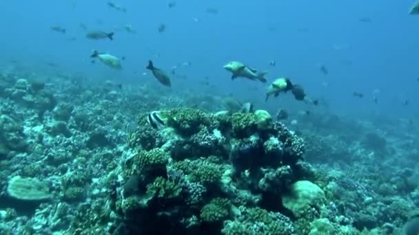Σχολή Των Ψαριών Κάτω Από Νερό Είναι Εκπληκτικό Παράδειγμα Της — Αρχείο Βίντεο