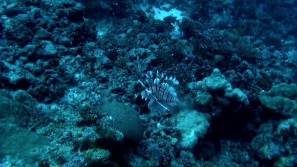 Підводний Світ Французькій Полінезії Зачаровує Своєю Рибою Коралами Крім Французька — стокове відео