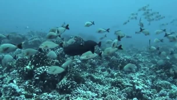 Escola Peixes Perto Fundo Oceano Como Uma Obra Arte Viva — Vídeo de Stock
