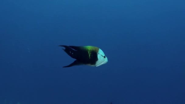 水中世界を魅了するフランス領ポリネシアには素晴らしい魚がたくさんいます これらの大きくて印象的な魚は長さ6フィートまで成長することができ ダイバーのための人気の観光スポットです — ストック動画