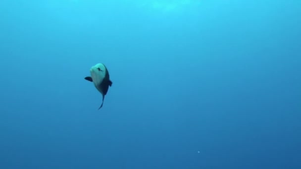 法属波利尼西亚的海底世界被其生机勃勃的鱼迷住了 潜水者在穿越自然栖息地时 可以观察到黑尖礁鲨 柠檬鲨和虎鲨 — 图库视频影像