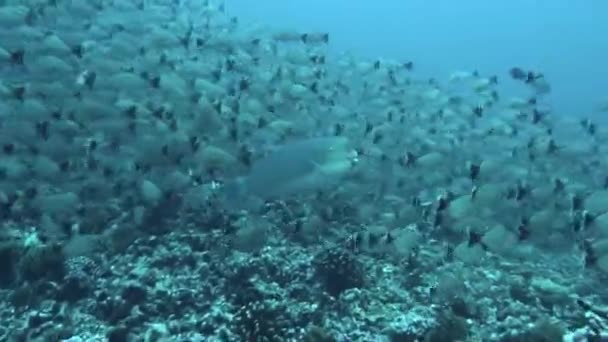 Sungguh Menakjubkan Bagaimana Sekolah Berenang Ikan Sedemikian Sempurna Sinkronisasi Bawah — Stok Video