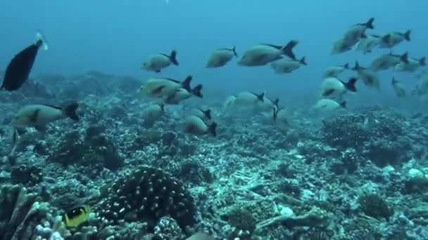Школа Рыб Плавающих Водой Завораживает Своим Природным Изяществом Острова Французской — стоковое видео