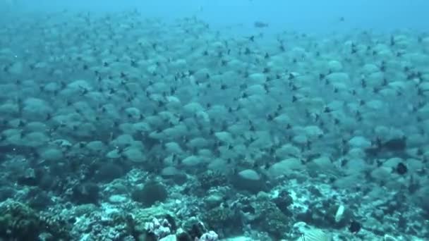 Школа Риб Під Водою Справжнє Диво Природи Французька Полінезія Також — стокове відео