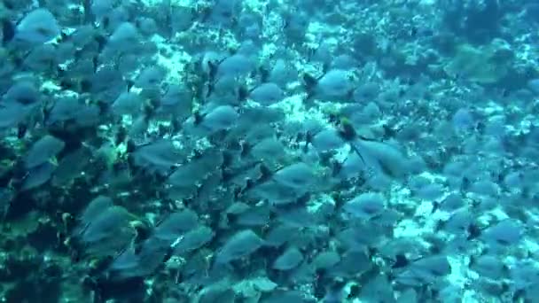 Mundo Subaquático Verdadeiramente Mágico Especialmente Quando Você Escola Peixes Muitos — Vídeo de Stock