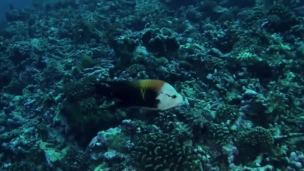 Vista Hipnotizante Peixes Corais Subaquáticos Polinésia Francesa Vista Napoleão Wrasse — Vídeo de Stock