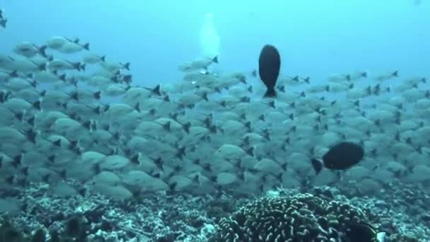 Oglądanie Szkoły Ryb Pod Wodą Jest Niezapomnianym Przeżyciem Wyspy Polinezji — Wideo stockowe