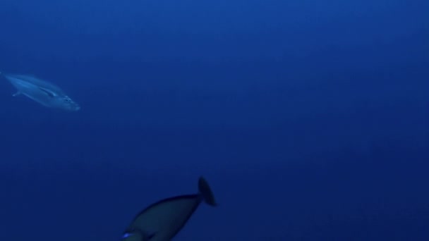 法属波利尼西亚的海底世界 鱼正在迷人的仙境中 迷人的色彩 迷人的美感和多样化的海洋生物创造了感官体验 — 图库视频影像